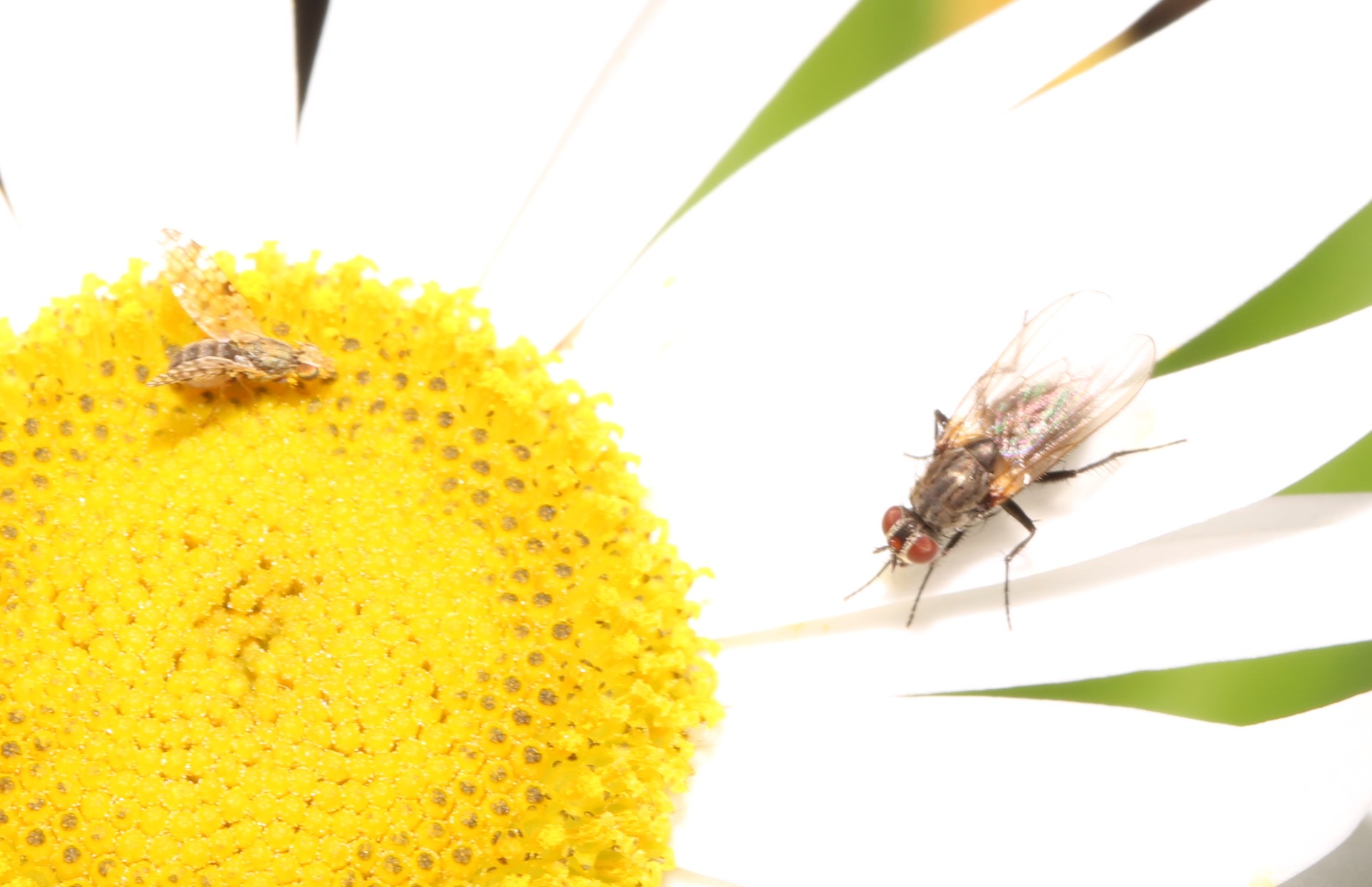 Blumenfliege und Bohrfliege auf Japanmargarite